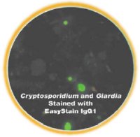 EasyStain™ - Cryptosporidium and Giardia stanined with EasyStain IgG1