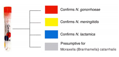 Gonochek Colours